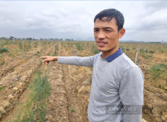 Anh Phạm Văn Dũng (xã Gia Tân, huyện Gia Viễn, tỉnh Ninh Bình) chỉ tay về diện tích hơn 2 ha mà gia đình đang trồng cây măng tây. Ảnh: Vũ Thượng