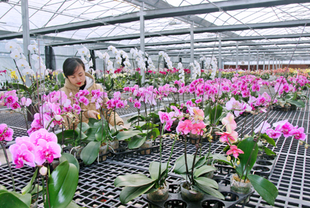 Công ty TNHH nông nghiệp Công nghệ cao DG tại xã Ninh Vân ứng dụng công nghệ cao trong nuôi cấy Lan Hồ Điệp. Ảnh: Trường Giang