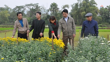 Các đại biểu thăm mô hình hoa cúc tại xóm 3 xã Gia Hưng (Gia Viễn)