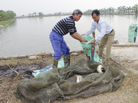 Thu hoạch cá tại gia đình anh Bùi Văn Kỳ, xã Gia Vân (Gia Viễn).