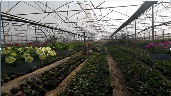Mô hình trồng hoa ứng dụng công nghệ tiên tiến vào sản xuất của gia đình bác Vũ Văn Bảng ( Ninh Phúc)
