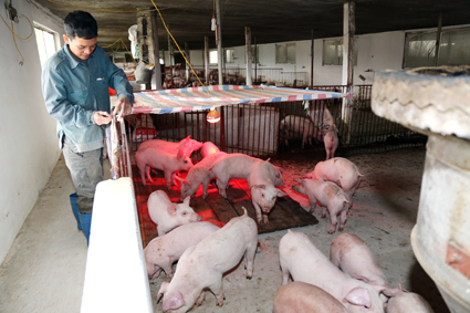 Chăm sóc đàn lợn tại xã Khánh Thủy (Yên Khánh). Ảnh: Đức Lam