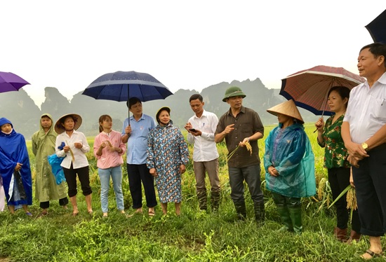 Đ/c  Đinh Hồng Thái - TUV, Chủ tịch Hội Nông dân tỉnh  thăm mô hình lúa tại xã Lạc Vân, huyện Nho Quan