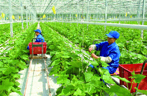 Lao động Việt Nam làm việc tại trang trại sản xuất nông nghiệp công nghệ cao Hàn Quốc.