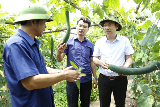 Phó Chủ tịch TW Hội NDVN Nguyễn Xuân Định thăm HTX sản xuất và tiêu thụ rau an toàn Khánh Thành, huyện Yên Khánh