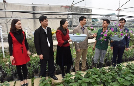 Đ/c Đinh Hồng Thái - TUV, Chủ tịch Hội Nông dân tỉnh thăm quan mô hình trồng hoa công nghệ cao tại Ninh Phúc (TPNB)