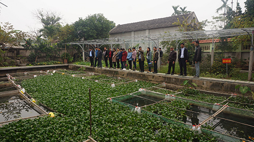 Nông dân tham quan khu ao nuôi ốc nhồi lồng trong vườn mẫu của hộ ông Phạm Văn Tâm tại xóm 1, xã Khánh Thiện.  Ảnh: Lê Bích