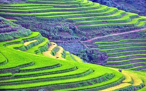 Hình ảnh ruộng bậc thang Sapa trên trang TripstoDiscover (Ảnh: TripstoDiscover)