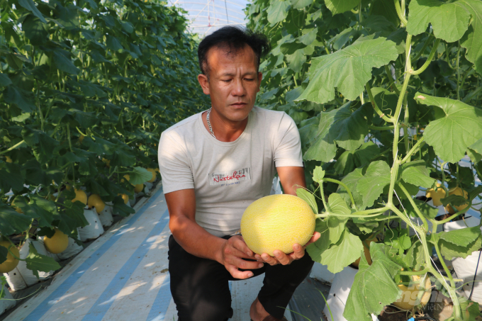 Hiện tại, HTX An Thịnh Phát có khoảng 5.000m2 nhà màng trồng 6 giống dưa lưới khác nhau với mật độ khoảng 2.400 – 2.600 cây/1.000m2. Ảnh: Hưng Giang.