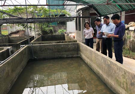 Anh Đinh Văn Việt giới thiệu quy trình cấy ghép trai lấy ngọc.