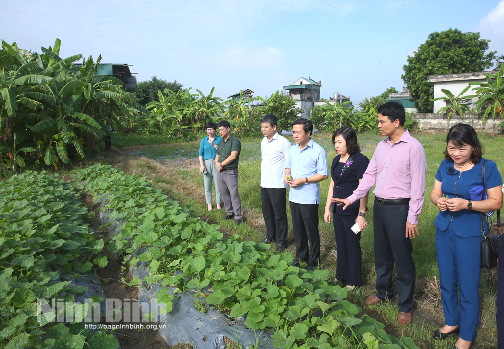 Đoàn đi thăm quan mô hình liên kết sản xuất rau, củ, quả của gia đình ông Tống Viết Vinh, Mai Sơn, huyện Yên Mô.
