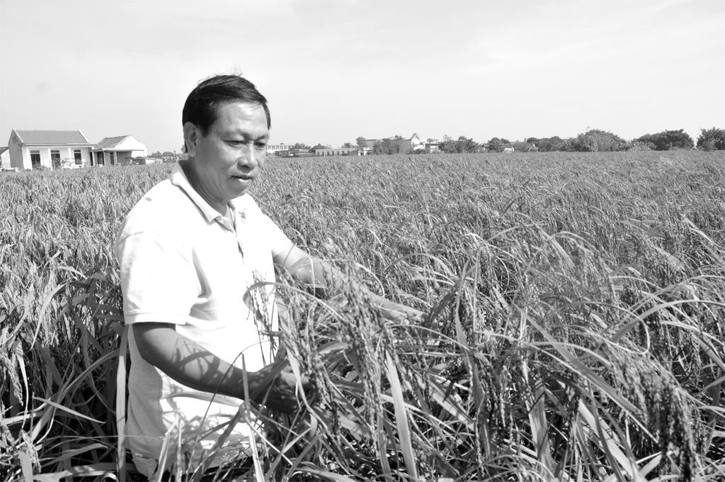 Giám đốc HTX Ân Hòa (Kim Sơn) kiểm tra chất lượng lúa nếp Cau. Ảnh: Minh Đường