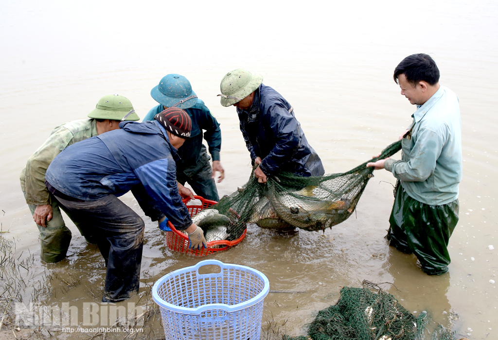 Mô hình lúa - cá mang lại nguồn thu lớn cho nông dân ở Phú Lộc, Nho Quan.