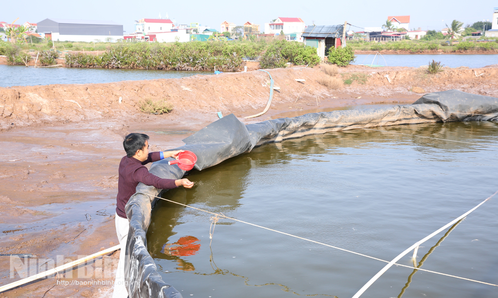 Cung cấp thức ăn cho tôm.
