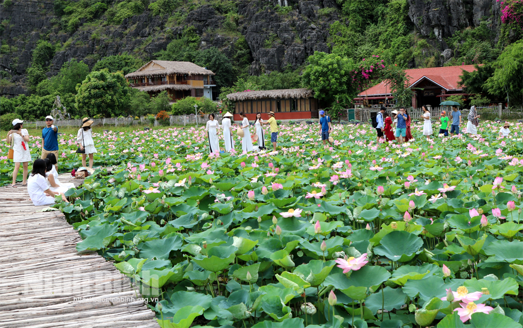 Đầm sen xứ đồng chân núi Múa, xã Ninh Xuân - điểm thu hút khách du lịch.