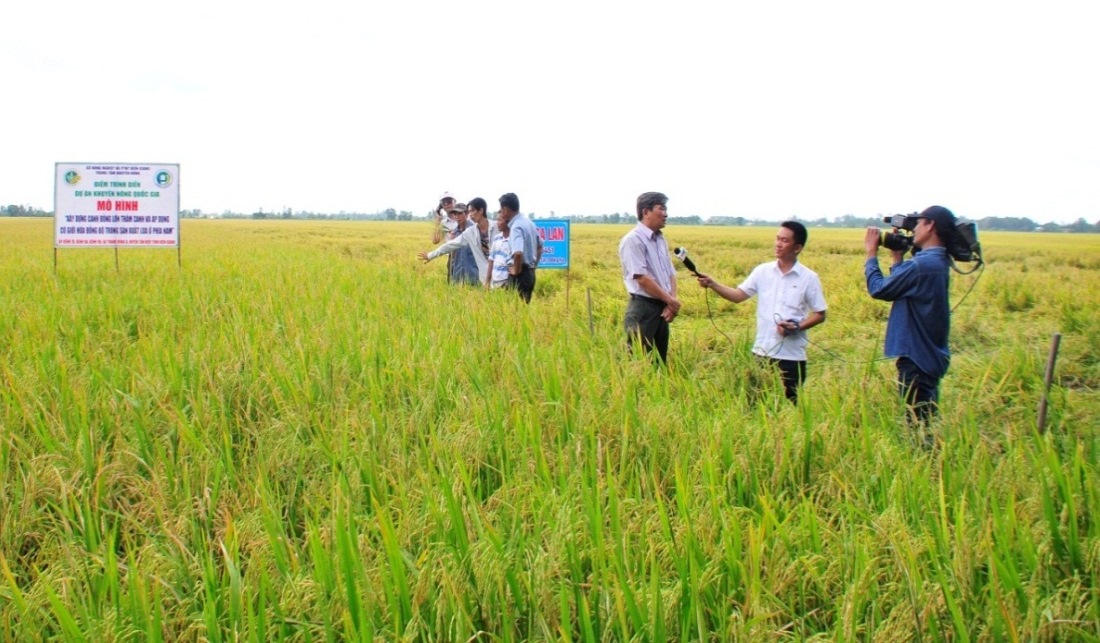 Tình trạng lúa đổ ngã giữa giữa ruộng cấy (bên trái) và ruộng sạ (bên phải)