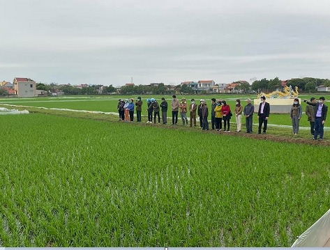 Hội Nông dân tỉnh Ninh Bình tổ chức các lớp tập huấn phương pháp bón phân trong canh tác lúa cải tiến theo phương pháp SRI