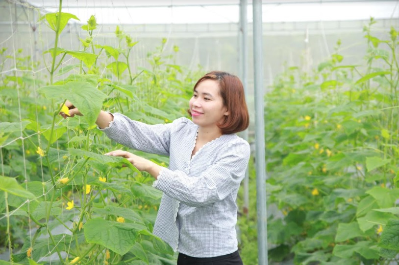 Chị Linh cắt tỉa những cành loại tại vườn dưa