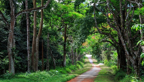 Rừng Cúc Phương với hệ sinh thái đa dạng được trao giải "Công viên quốc gia hàng đầu châu Á".