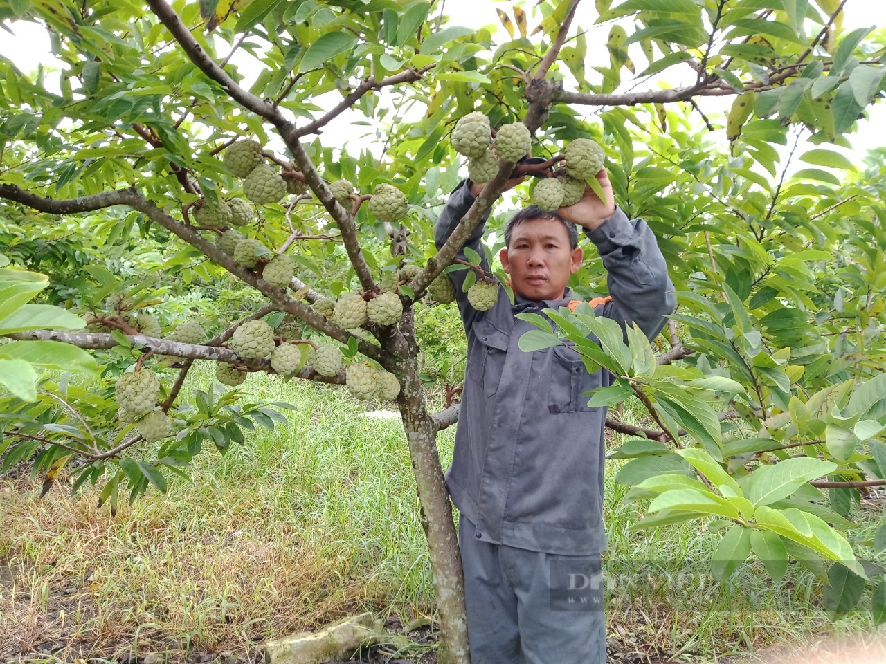 Cây na dai ra quả trái vụ là một trong những cây đã biến sỏi đá thành tièn cho bà con ở xã Phú Long, huyện Nho Quan (tỉnh Ninh Bình).