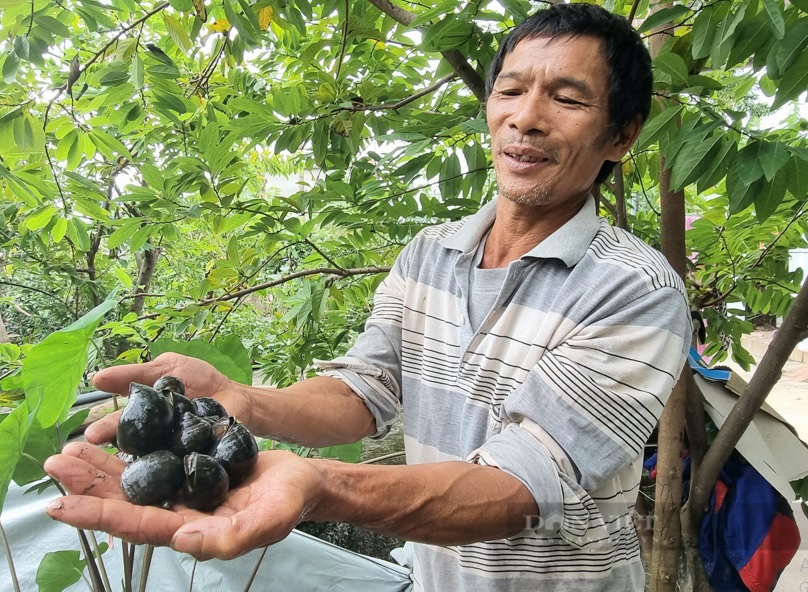 Ông Lê Văn Chiêm (xóm 11, xã Lai Thành, huyện Kim Sơn) nuôi ốc nhồi thu nhập gần 100 triệu đồng/năm.