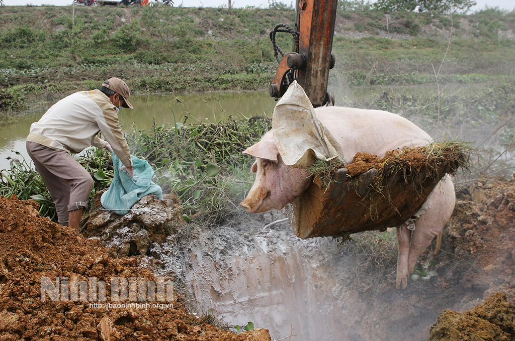 Lực lượng chức năng chôn lấp, rắc vôi bột tiêu hủy lợn bệnh ở xã Đức Long (Nho Quan).