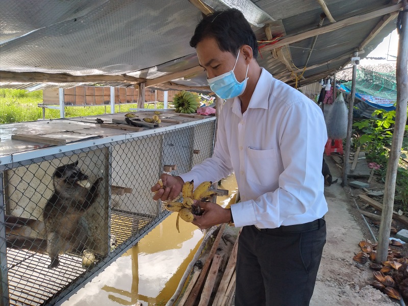 Anh Lê Minh Thành đang bẻ chuối chín cho chồn hương ăn. Chuối chín là 1 trong những loại thức ăn chồn hương ưa thích. Trang trại nuôi chồn hương của anh Thành ở xã Khánh Tiến, huyện U Minh, tỉnh Cà Mau