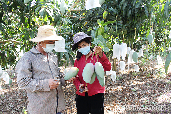 Nông dân Sơn La thu hoạch xoài phục vụ chế biến, xuất khẩu.
