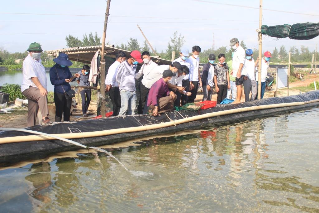 Mô hình nuôi ốc hương của anh Hoàng