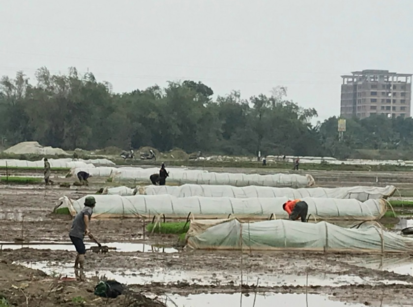 Nông dân xã Ninh Xuân xuống đồng trong những ngày đầu xuân
