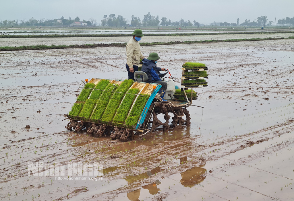 Tiến hành gieo mạ khay cấy máy tại xã Khánh Nhạc.