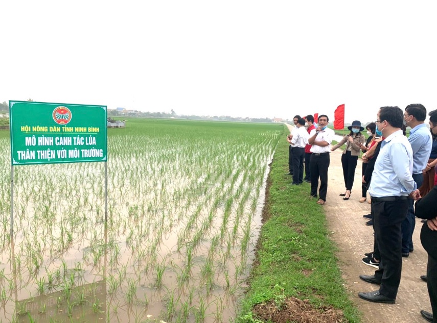 Đoàn đến thăm mô hình canh tác lúa thân thiện với môi trường tại xã Khánh Trung, huyện Yên Khánh