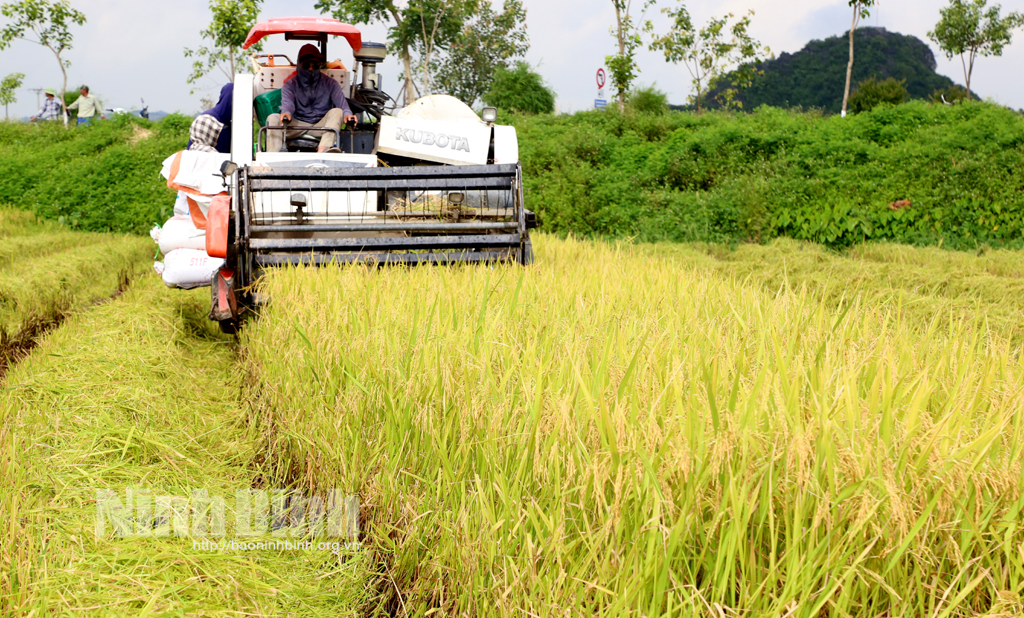 Đẩy nhanh gặt lúa đông xuân ở xã Ninh Giang (Hoa Lư).