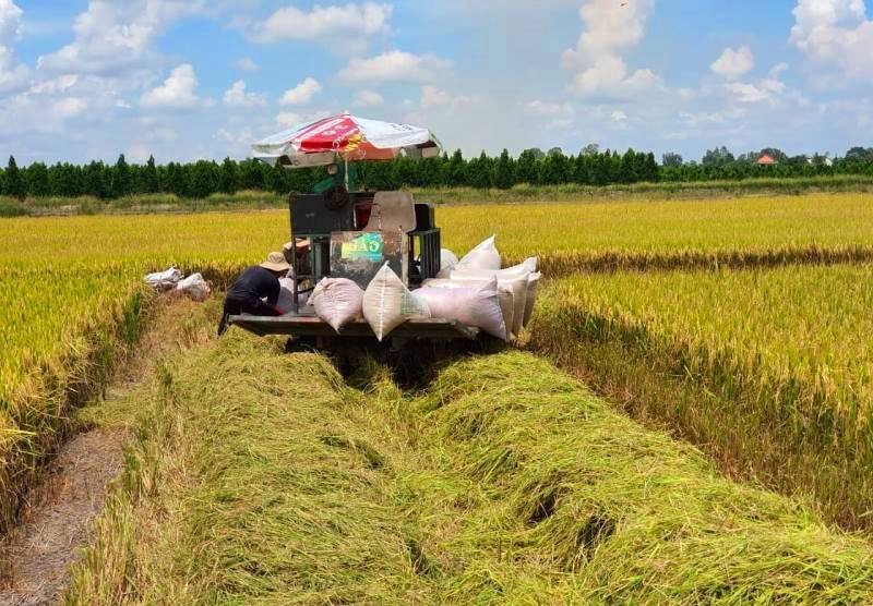 Thu hoạch lúa ở Đồng bằng sông Cửu Long.