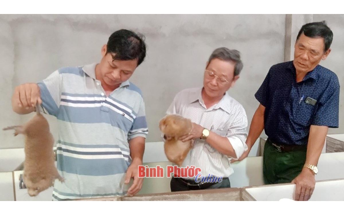 Anh Hoàng Văn Hợp (bìa trái) thoát nghèo nhờ nuôi dúi thương phẩm