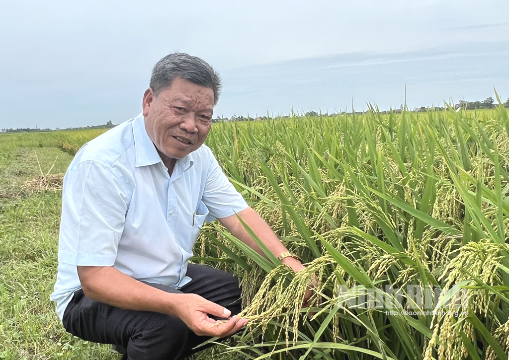Ông Phùng Văn Quang bên ruộng lúa giống do mình tạo ra.