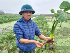 Anh Lã Phú Thuận (xã Khánh Thịnh, huyện Yên Mô), đang cầm trên tay cây khoai môn ngọt Thái Lan. Ảnh: Vũ Thượng