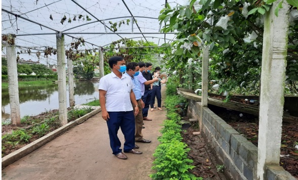 Hội Nông dân tỉnh Lào Cai thăm quan mô hình sản xuất rau, quả tại HTX sản xuất  và tiêu thụ nông sản an toàn xã Khánh Thành