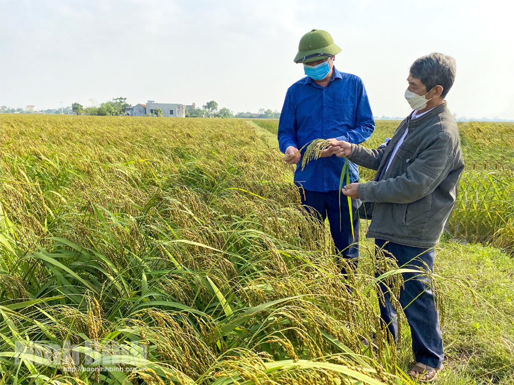 Nông dân xã Quang Thiện phấn khởi bên ruộng lúa nếp Cau sản xuất theo hướng hữu cơ bội thu.