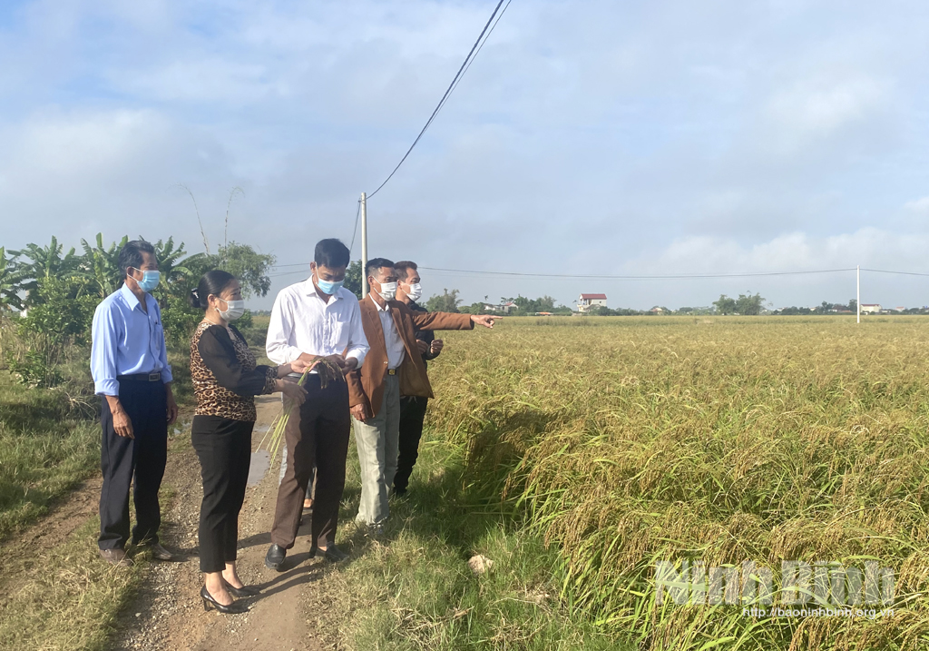 Thăm quan mô hình trồng lúa đặc sản của hội viên nông dân xã Như Hòa.