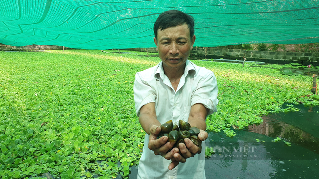 Ông Lê Thanh Huyền (59 tuổi) ở xóm Vạn, xã Yên Nhân (huyện Yên Mô, tỉnh Ninh Bình) đang hái ra tiền với nghề nuôi ốc nhồi đặc sản.