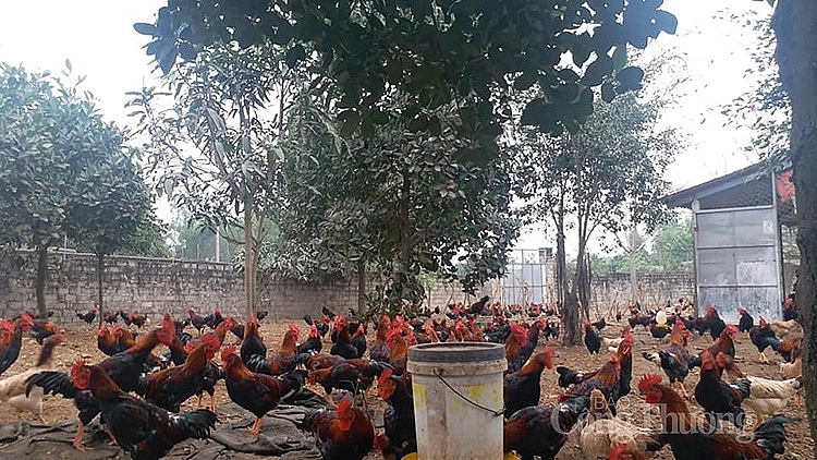 Trang trại gà của anh Phùng Văn Điệp tại xã Thụy An, huyện Ba Vì, Hà Nội