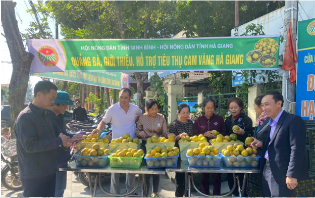 HND tỉnh Ninh Bình giới thiệu, hỗ trợ tiêu thụ sản phẩm cam vàng Hà Giang